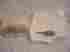 6125-01-161-6635 23-15-200 Western Sky Aviation Armature Motor-generator Assembly Aircraft